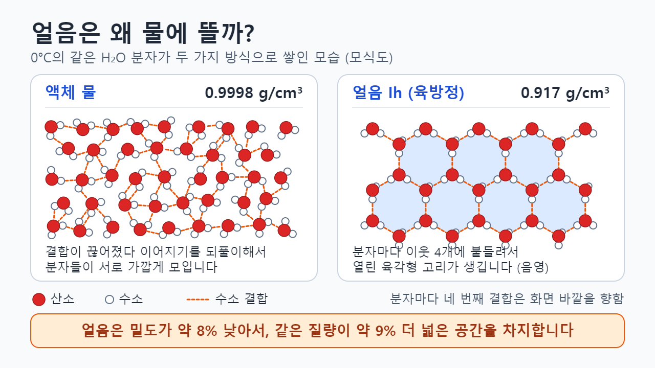 모식도: 수소 결합이 잠깐씩 생겼다 끊어지며 분자가 불규칙하게 빽빽이 모인 액체 물(0.9998 g/cm³)과, 분자마다 이웃 네 개와 결합해 열린 육각형 고리를 이루는 얼음 Ih(0.917 g/cm³)를 나란히 비교한 그림