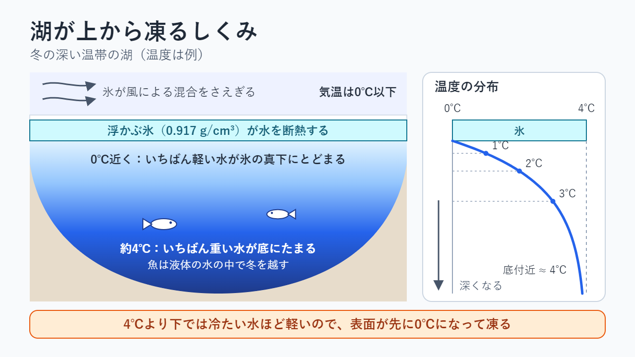 冬の深い湖の断面図：表面に浮かぶ氷、氷のすぐ下の0℃近い水、底に広がる約4℃の水。右側に、深さとともに0℃から約4℃へ上がる温度分布（例）を示している