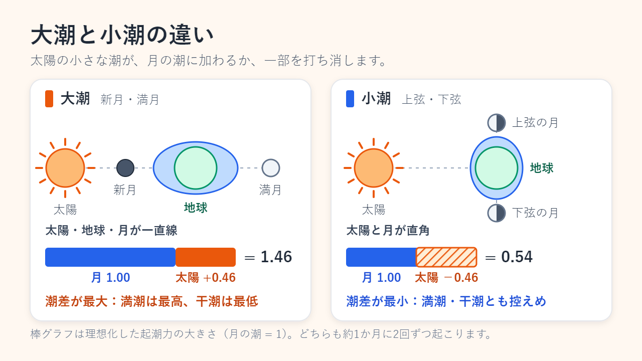 大潮のパネルでは、太陽・地球・新月または満月が一直線に並び、月の潮1.00に太陽の潮0.46が加わって1.46になる。小潮のパネルでは、上弦または下弦の月が太陽と直角の位置にあり、1.00から0.46を引いて0.54になる