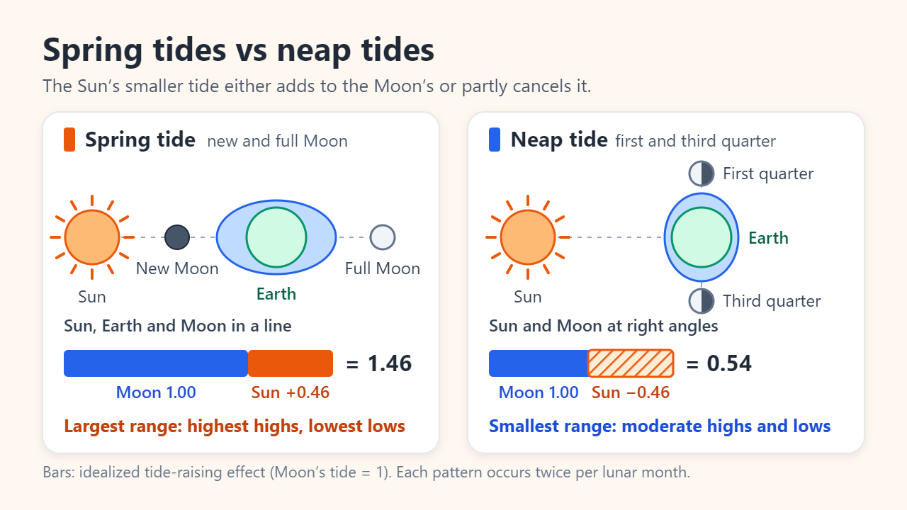 Spring tide panel: Sun, Earth and the new or full Moon in a line, Moon’s tide 1.00 plus Sun’s 0.46 equals 1.46. Neap tide panel: Moon at first or third quarter at right angles to the Sun, 1.00 minus 0.46 equals 0.54