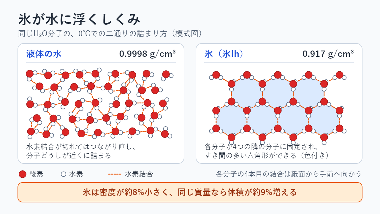 模式図：液体の水は水素結合が絶えず切れてはつながり、分子が不規則に詰まっている（0.9998 g/cm³）。氷Ihでは各分子が4つの隣の分子と結合し、すき間の多い六角形のリングをつくる（0.917 g/cm³）