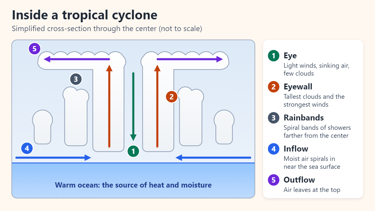 Cross-section of a tropical cyclone over warm ocean water: moist air spirals inward near the surface, rises in the tall eyewall clouds around a clear central eye where air sinks, flows outward at the top, and spiral rainbands sit farther out