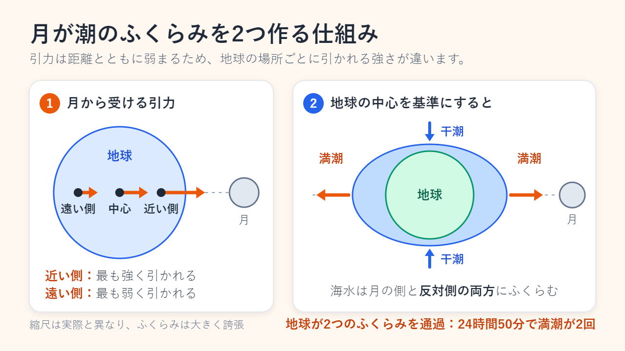 2つのパネルの図。左は、月が地球の近い側を最も強く、中心をそれより弱く、遠い側を最も弱く引くことを矢印の長さで示している。右は、地球の中心を基準にすると、海水が月に向いた側と反対側の2か所にふくらみ、その間が干潮になることを示している