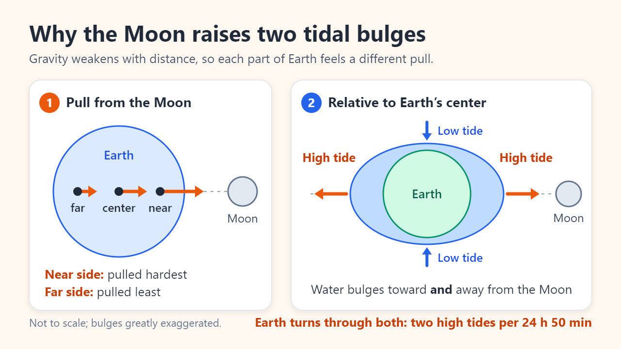 Two-panel diagram: arrows show the Moon pulling Earth’s near side hardest, its center less and its far side least; relative to Earth’s center, the ocean stretches into one bulge facing the Moon and one facing away, with low tide in between