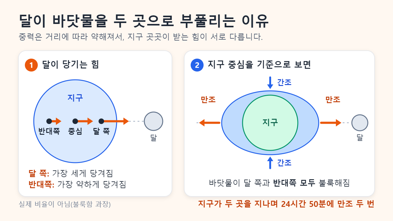 두 칸으로 된 도식: 화살표로 달이 지구의 달 쪽 면을 가장 세게, 중심을 그보다 약하게, 반대쪽 면을 가장 약하게 당기는 모습을 보여 주고, 지구 중심을 기준으로 보면 바다가 달을 향한 쪽과 그 반대쪽으로 한 곳씩 불룩해지며 그 사이는 간조가 되는 모습